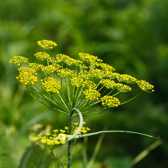 Egrow,Fennel,Seeds,Anise,Foeniculum,Bonsai,flower,Garden,plant