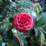 Egrow,Camellia,Flowers,Seeds,Potted,Plants,Garden,Decorations,Flower,Seeds