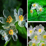 Umbrella,Dysosma,Pleiantha,Seeds,Transparent,Flower,Seeds,Delicate,Garden