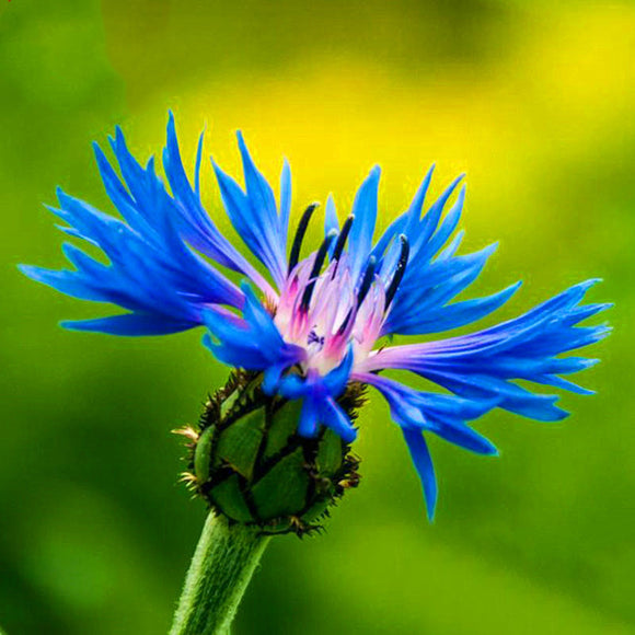 Egrow,Cornflower,Centaurea,Cyanus,Seeds,Balcony,Patio,Garden,Flowers,Potted,Bonsai,Plant