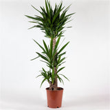 Egrow,Yucca,Seeds,Potted,Plants,Garden,Bonsai,White,Orchid,Sementes,Evergreen