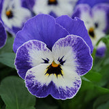 Egrow,Viola,Seeds,Garden,Perennial,Plants,Decoration,Flower,Seeds