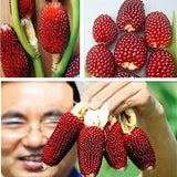 Egrow,Jackfruit,Strawberry,Seeds,Garden,Plants,Fruit,Seeds