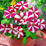 Egrow,Petunia,Bonsai,Seeds,Seasons,Planted,Perennial,Flowers,Planting,Indoor,Outdoor,Bonsai,Potted,Plant