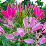 Egrow,Cleome,Spinosa,Seeds,Mixed,Flower,Hassleriana,Bonsai,Garden,Plant