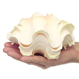 Natural,Marine,Shell,Tridacna,Conch,Furnishing,Giant,Large,Decorations