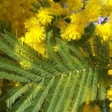 Egrow,Mimosa,Pudica,Seeds,Acacia,Dealbata,Plants,Garden