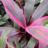 Egrow,Cordyline,terminalis,seeds,Bonsai,Fruticosa,flower,Garden,plant