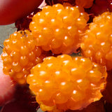 Egrow,Mixed,Color,Raspberry,Seeds,Black,Yellow,Fruit
