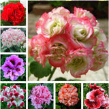 Egrow,Geranium,Garden,Potted,Flower,Seeds,Pelargonium,Plant,Bonsai,Outdoor,Flower,Seeds