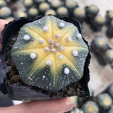 Egrow,Succlent,Seeds,Astrophytum,asterias,cactus,flower,Bonsai,Garden,plant