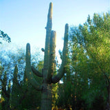 Egrow,Stone,Cactus,Seeds,Succulents,Stone,Cactus,Bonsai,Potted,Flowers