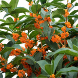 Egrow,Sweet,Scented,Osmanthus,Seeds,Sweet,Scented,Osmanthus