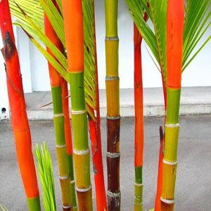 Egrow,Colorful,Seeds,Bonsai,Bamboo,Seeds,Garden,Seeds