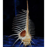 Natural,Murex,Pecten,Shell,Conch,Coral,Snail,Ornament,Decorations