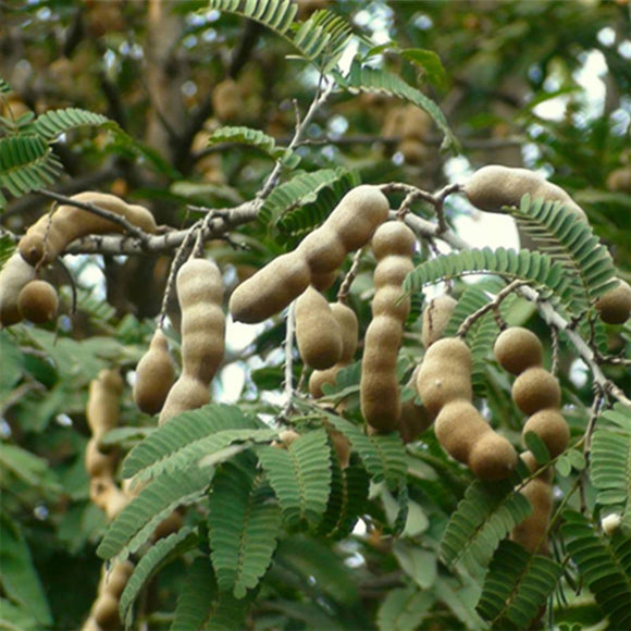 Egrow,Tamarindus,Indica,Seeds,Tamarind,Garden,Plant