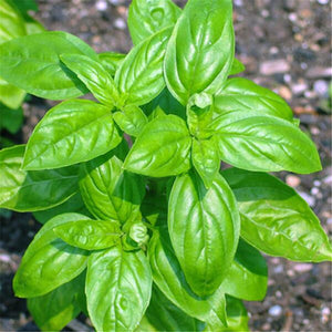 Egrow,Basil,Seeds,Basil,Bonsai,Garden,Seeds,Garden,Plants