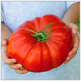 Egrow,Giant,Tomato,Seeds,Plants,Organic,Heirloom,Plants,Vegetables,Perennial,Plant,Garden,Planting