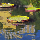 Egrow,Lotus,Seeds,Lotus,Bonsai,Giant,Water,Flower,Garden,Flower