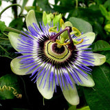 Passion,Flower,Seeds,Fruit,Passiflora,Bonsai,Seeds,Garden