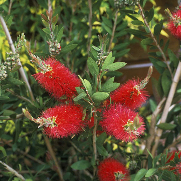 Egrow,Rigidus,Seeds,Stiff,Plant,Callistemon,Rigidus,Garden,Decoration