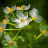 Umbrella,Dysosma,Pleiantha,Seeds,Transparent,Flower,Seeds,Delicate,Garden