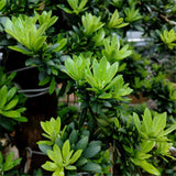 Egrow,Podocarpus,Seeds,Podocarpus,Macrophyllus,Plant,Garden,Plant