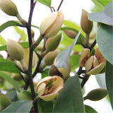 Egrow,Orchid,Seeds,Michelia,Plant,Michelia,Folwer,Seeds