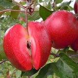 Egrow,Apple,Seeds,Redlove,Apple,Fruit,Garden,Planting