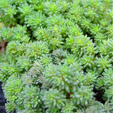 Egrow,Succulent,Seeds,Sedum,Spanish,Stonecrop,Succulent,Plantas,Bonsai,Plant,Garden,Flower,Plants