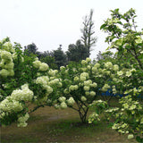 Egrow,Viburnum,Macrocephalum,Seeds,Flower,Seeds,Garden,Decoration