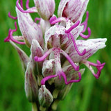 20Pcs,Naked,Orchid,Garden,Magic,Seeds,Orchis,italica,Office,Potted,Plants