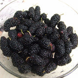 100Pcs,Black,Mulberry,Seeds,Morus,Nigra,Garden,Seeds,Garden,Bonsai