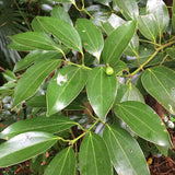 Egrow,Cinnamon,Seeds,Mixed,Bonsai,Evergreen,Garden,Plant