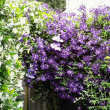 Egrow,100Pcs,Gardening,Clematis,Floride,Thunb,Flower,Seeds,Bonsai,Plant