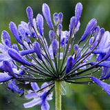 Egrow,Agapanthus,Seeds,Agapanthus,Africanus,Bonsai,Garden,Flower,Drought,Tolerant