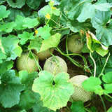 Egrow,Cantaloupe,Seeds,Honey,Yellow,Flesh,Sweet,Melon,Fruit,Summer,Muskmelon,Plants