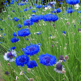 Egrow,Cornflower,Centaurea,Cyanus,Seeds,Balcony,Patio,Garden,Flowers,Potted,Bonsai,Plant