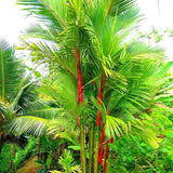 Egrow,Colorful,Seeds,Bonsai,Bamboo,Seeds,Garden,Seeds