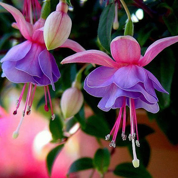 30PCS,Fuchsia,Hybrida,Seeds,Potted,Ornamental,Plants,Garden,Bonsai