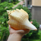 Large,Natural,Conch,Shells,Coral,Snail,Ornament,Decorations