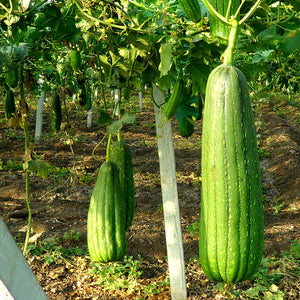 Egrow,Loofah,Seeds,Gourd,Vegetable,Luffa,Garden,Plant