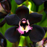 Egrow,Black,Cymbidium,Seeds,Unique,Black,Cymbidium,Faberi,Flower,Bonsai,Garden,Seeds