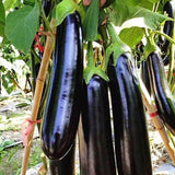 Capsules,Package,Black,Eggplant,Vegetable,Family,Balcony,Vegetables,Garden,Plant