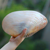 Natural,Conch,Shell,Coral,Pearl,Mussel,Large,Decorations