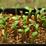 Egrow,Seeds,Thailand,Grafted,Desert,Variegated,Leaves,Garden,Flowers,Adenium,Obesum