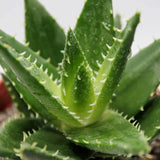 100Pcs,Seeds,Garden,Vegetables,Fruit,Edible,Beauty,Cosmetic,Bonsai,Plants,Seeds