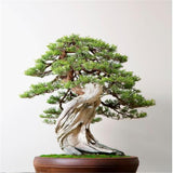 50PCS,Juniper,Bonsai,Potted,Flowers,Office,Bonsai,Purify,Juniper,Seeds