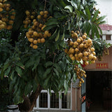 Egrow,Longan,Seeds,DRAGON'S,Exotic,LONGAN,Dimocarpus,Sweet,Fruit,Seeds