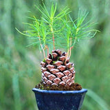 Egrow,Seeds,Black,Bonsai,Courtyard,Garden,Bonsai,Plants,Garden